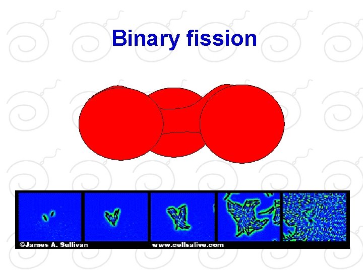 Binary fission 