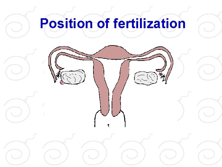 Position of fertilization 