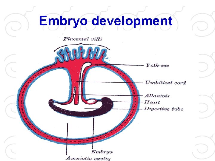 Embryo development 