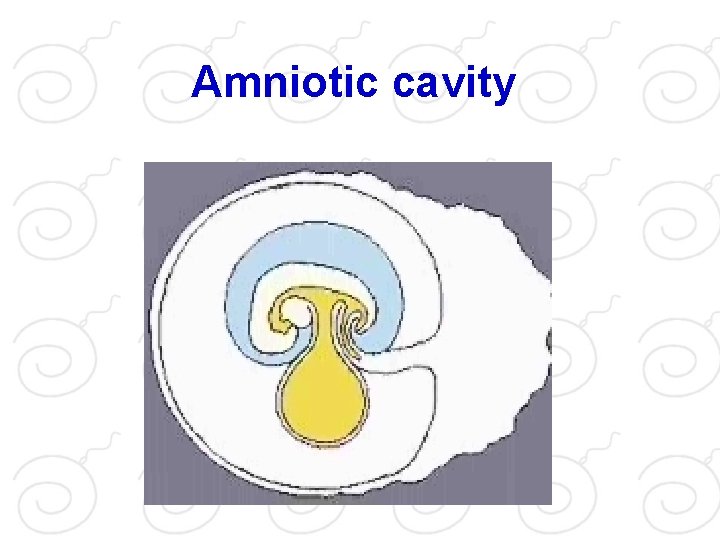 Amniotic cavity 