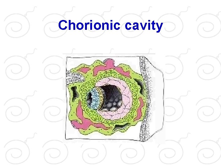 Chorionic cavity 