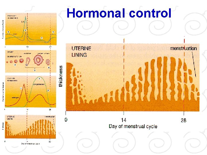 Hormonal control 