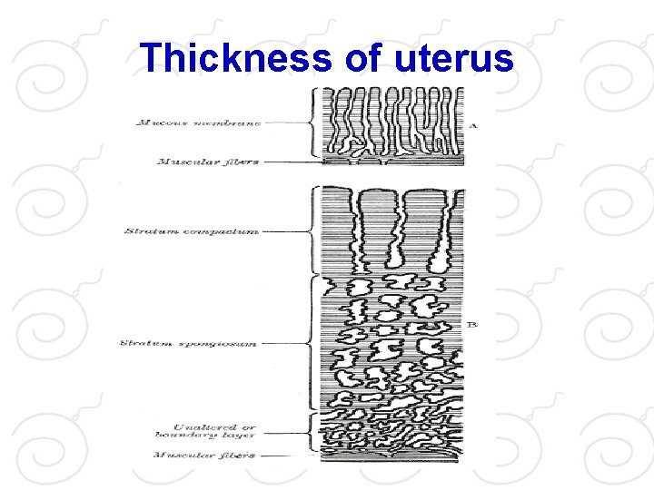 Thickness of uterus 