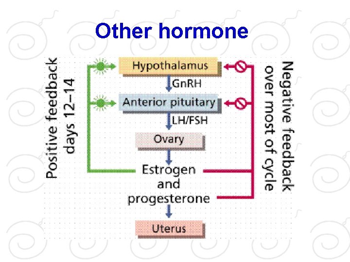 Other hormone 