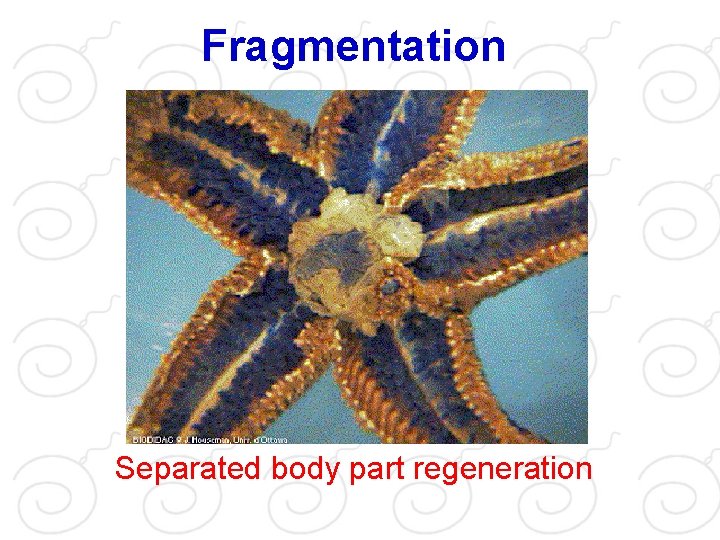 Fragmentation Separated body part regeneration 