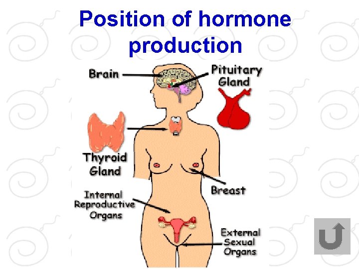 Position of hormone production 