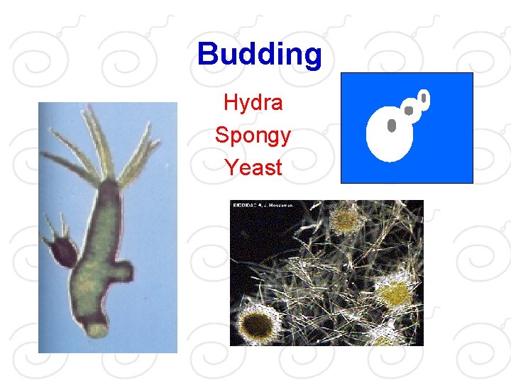 Budding Hydra Spongy Yeast 