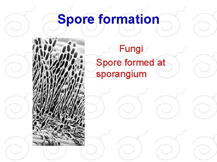 Spore formation Fungi Spore formed at sporangium 