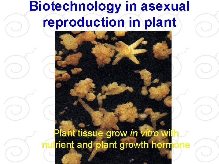 Biotechnology in asexual reproduction in plant Plant tissue grow in vitro with nutrient and