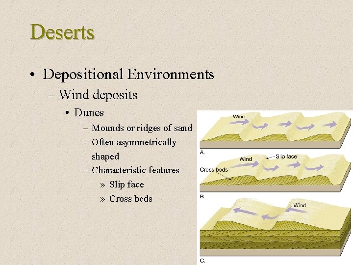 Deserts • Depositional Environments – Wind deposits • Dunes – Mounds or ridges of