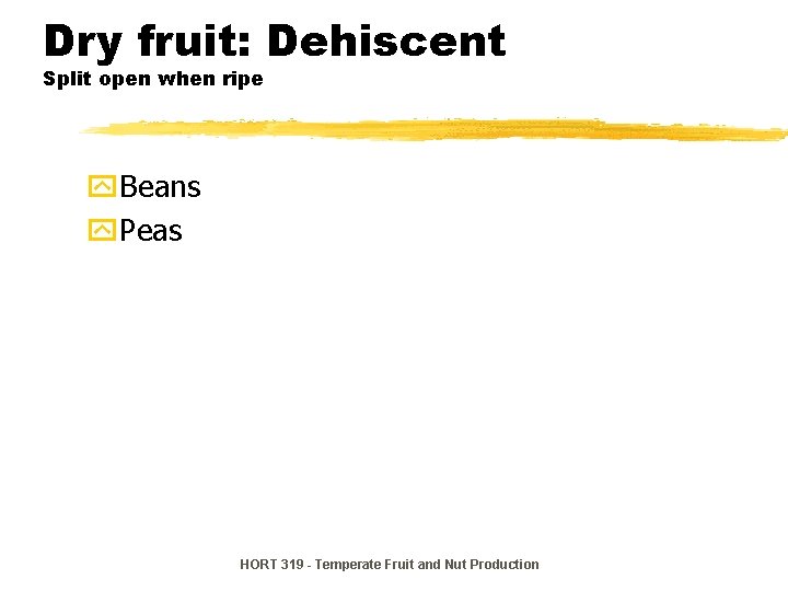 Dry fruit: Dehiscent Split open when ripe y. Beans y. Peas HORT 319 - Dry fruit: Dehiscent Split open when ripe y. Beans y. Peas HORT 319 -