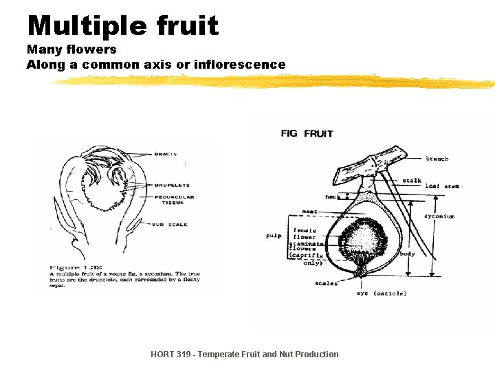 Multiple fruit Many flowers Along a common axis or inflorescence HORT 319 - Temperate Multiple fruit Many flowers Along a common axis or inflorescence HORT 319 - Temperate