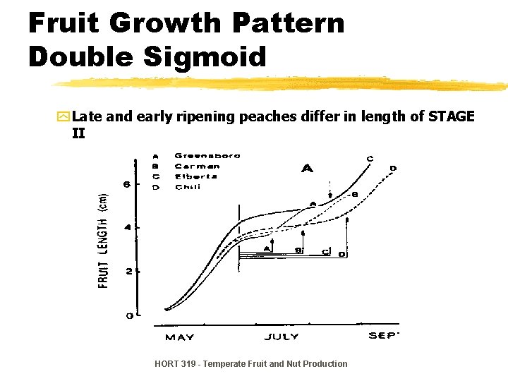 Fruit Growth Pattern Double Sigmoid y Late and early ripening peaches differ in length Fruit Growth Pattern Double Sigmoid y Late and early ripening peaches differ in length