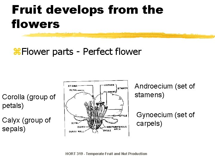 Fruit develops from the flowers z. Flower parts - Perfect flower Corolla (group of Fruit develops from the flowers z. Flower parts - Perfect flower Corolla (group of