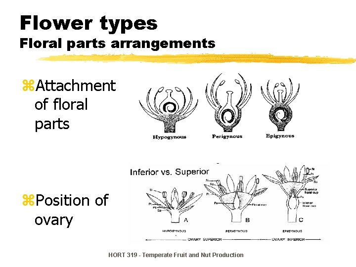 Flower types Floral parts arrangements z. Attachment of floral parts z. Position of ovary Flower types Floral parts arrangements z. Attachment of floral parts z. Position of ovary