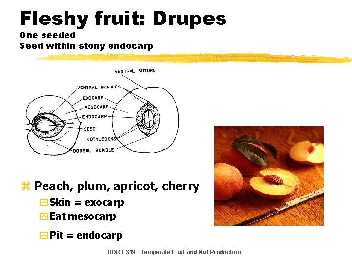 Fruit Morphology and Development HORT 319 Temperate Fruit