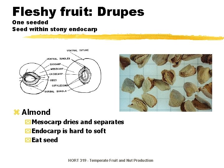 Fleshy fruit: Drupes One seeded Seed within stony endocarp z Almond y Mesocarp dries Fleshy fruit: Drupes One seeded Seed within stony endocarp z Almond y Mesocarp dries