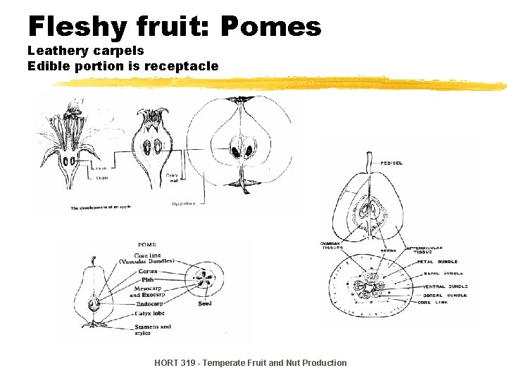 Fleshy fruit: Pomes Leathery carpels Edible portion is receptacle HORT 319 - Temperate Fruit Fleshy fruit: Pomes Leathery carpels Edible portion is receptacle HORT 319 - Temperate Fruit