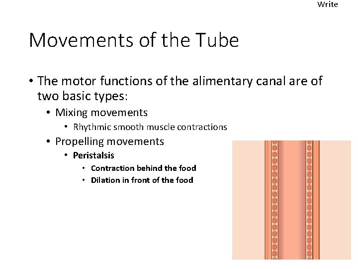 Write Movements of the Tube • The motor functions of the alimentary canal are