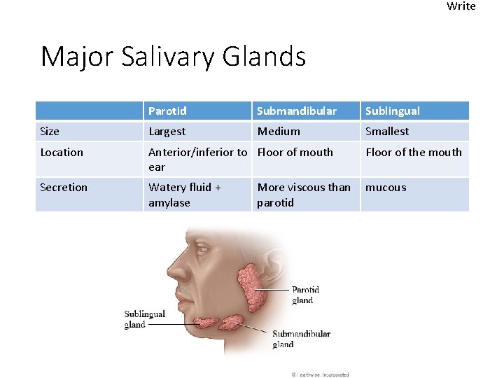 Write Major Salivary Glands Parotid Submandibular Sublingual Size Largest Medium Smallest Location Anterior/inferior to