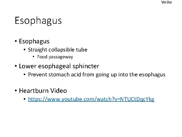 Write Esophagus • Straight collapsible tube • Food passageway • Lower esophageal sphincter •