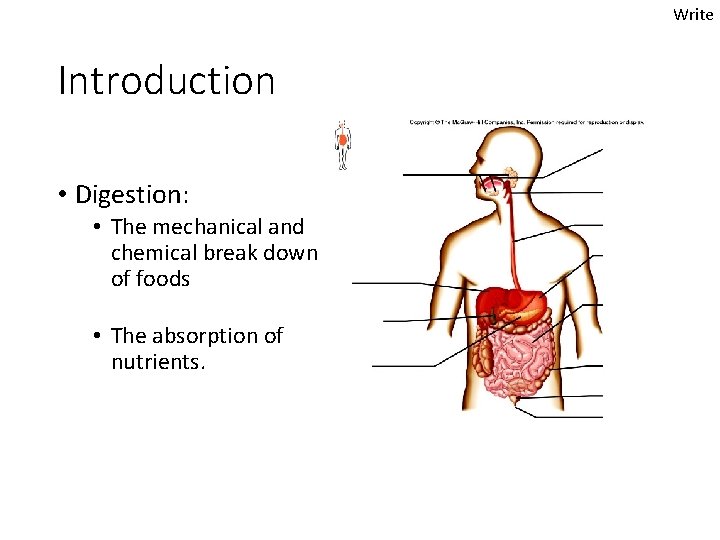 Write Introduction • Digestion: • The mechanical and chemical break down of foods •