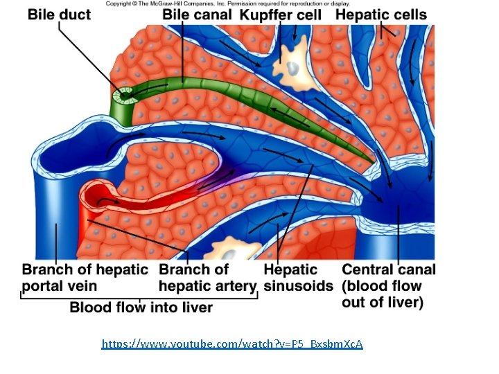 https: //www. youtube. com/watch? v=P 5_Bxsbm. Xc. A 