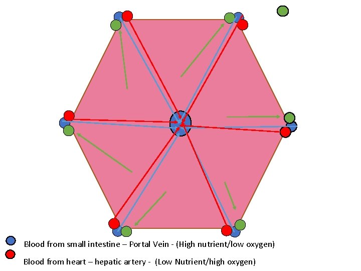 Blood from small intestine – Portal Vein - (High nutrient/low oxygen) Blood from heart