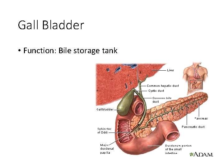 Gall Bladder • Function: Bile storage tank 