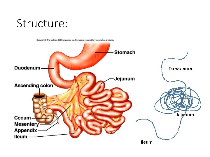 Structure: Duodenum Jejunum Ileum 