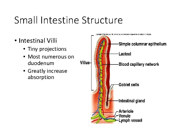 Small Intestine Structure • Intestinal Villi • Tiny projections • Most numerous on duodenum
