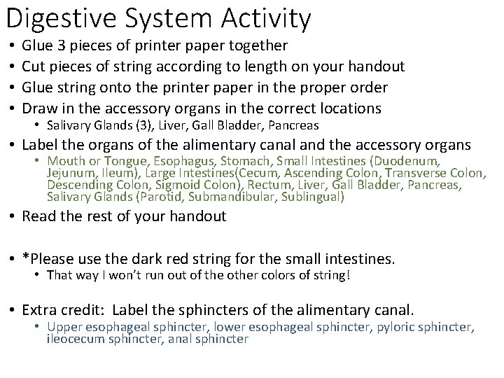 Digestive System Activity • • Glue 3 pieces of printer paper together Cut pieces