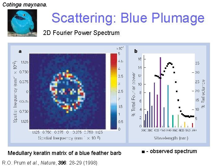 Cotinga maynana. Scattering: Blue Plumage 2 D Fourier Power Spectrum Medullary keratin matrix of