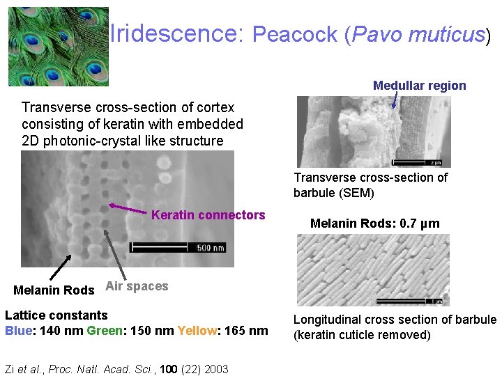 Iridescence: Peacock (Pavo muticus) Medullar region Transverse cross-section of cortex consisting of keratin with