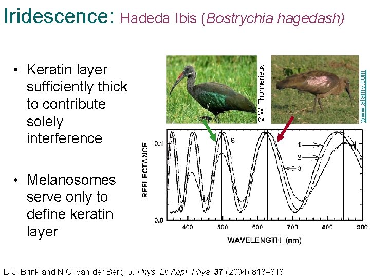  • Melanosomes serve only to define keratin layer D. J. Brink and N.