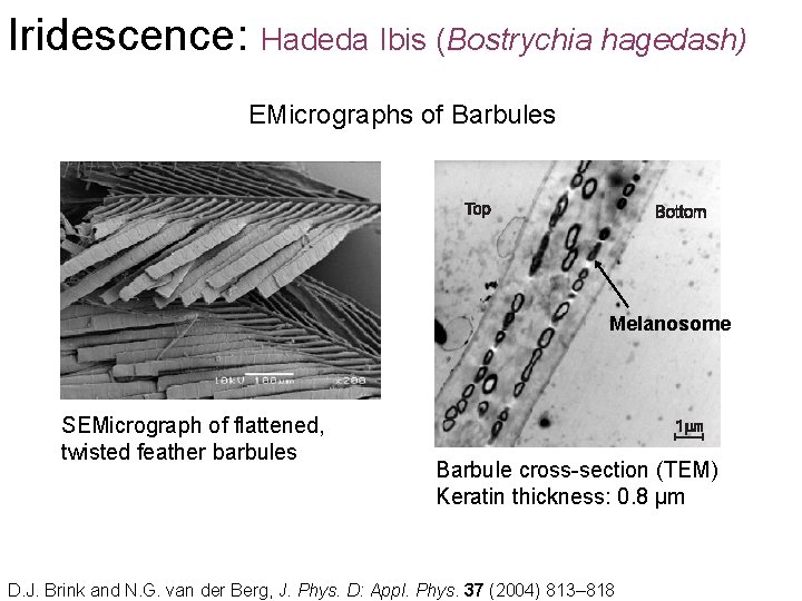 Iridescence: Hadeda Ibis (Bostrychia hagedash) EMicrographs of Barbules Melanosome SEMicrograph of flattened, twisted feather