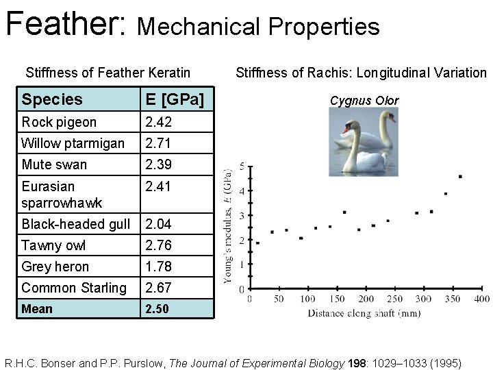 Feather: Mechanical Properties Stiffness of Feather Keratin Species E [GPa] Rock pigeon 2. 42