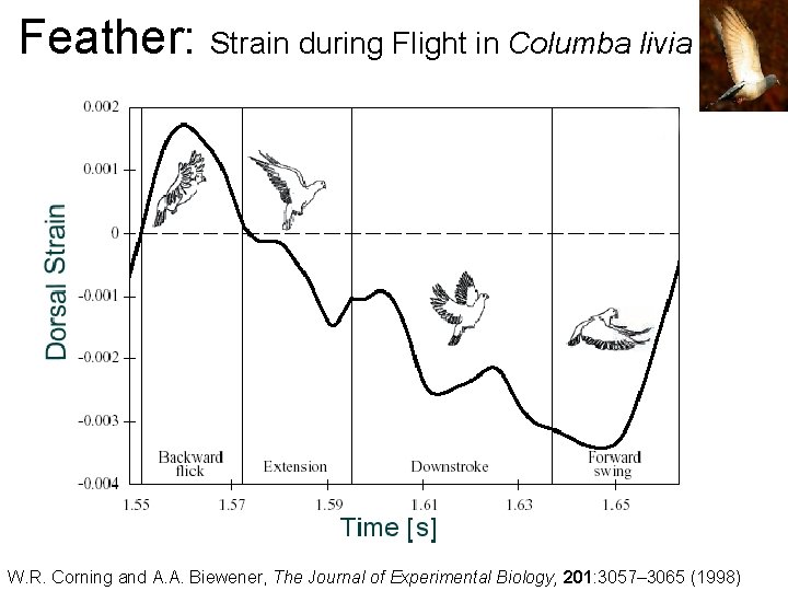 Feather: Strain during Flight in Columba livia W. R. Corning and A. A. Biewener,