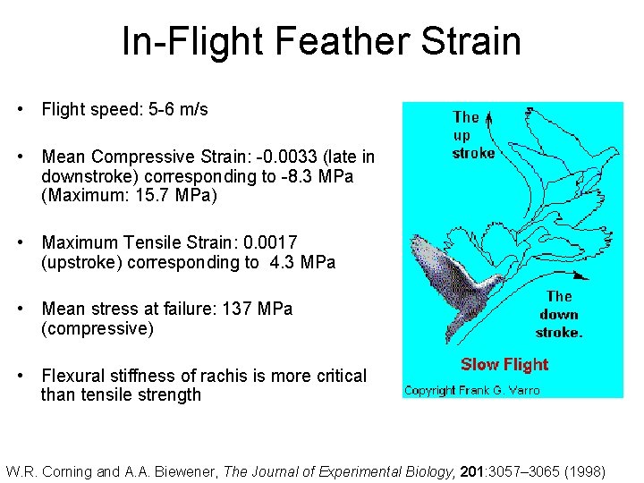 In-Flight Feather Strain • Flight speed: 5 -6 m/s • Mean Compressive Strain: -0.