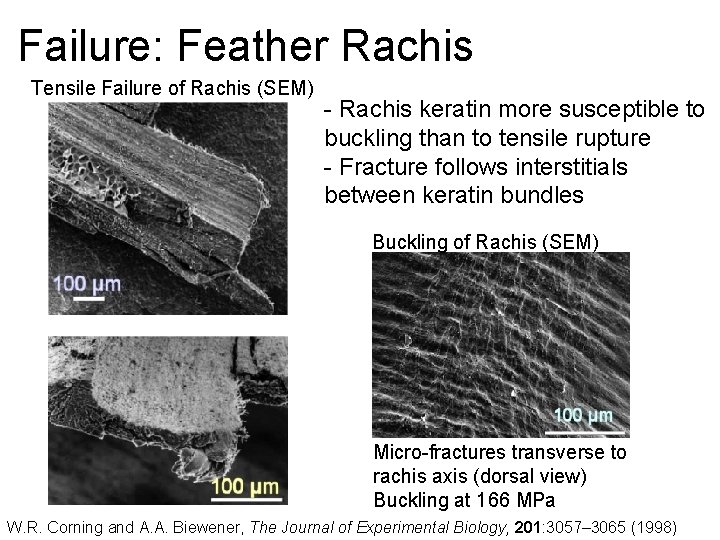 Failure: Feather Rachis Tensile Failure of Rachis (SEM) - Rachis keratin more susceptible to