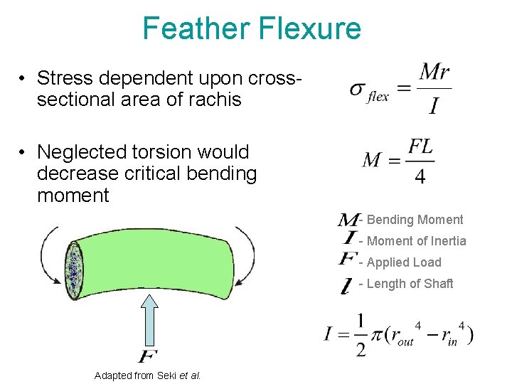 Feather Flexure • Stress dependent upon crosssectional area of rachis • Neglected torsion would