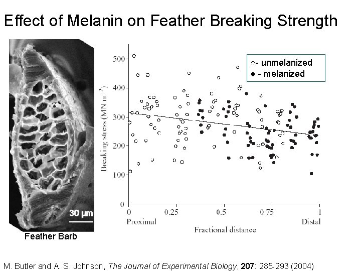 Effect of Melanin on Feather Breaking Strength ○- unmelanized ● - melanized Feather Barb