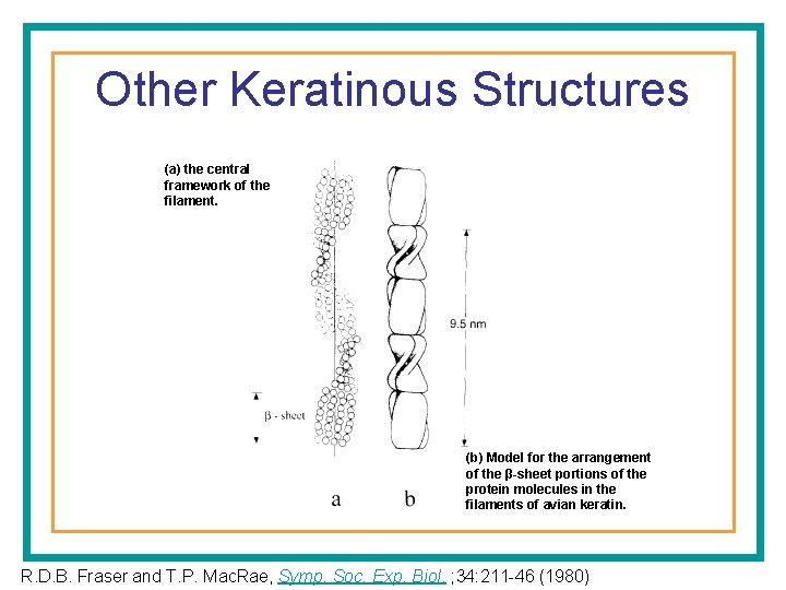 Other Keratinous Structures (a) the central framework of the filament. (b) Model for the
