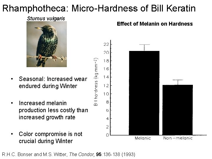 Rhamphotheca: Micro-Hardness of Bill Keratin Sturnus vulgaris Effect of Melanin on Hardness • Seasonal: