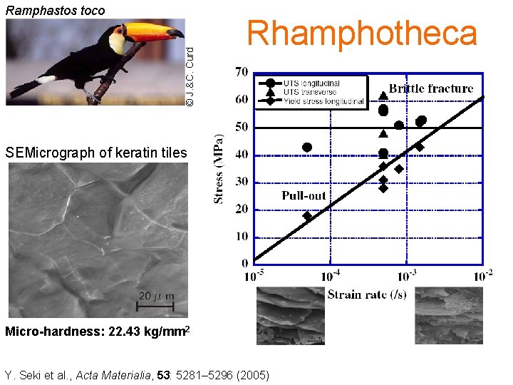 © J. &C. Curd Ramphastos toco Rhamphotheca SEMicrograph of keratin tiles Micro-hardness: 22. 43