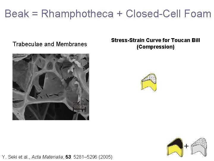 Beak = Rhamphotheca + Closed-Cell Foam Trabeculae and Membranes Stress-Strain Curve for Toucan Bill
