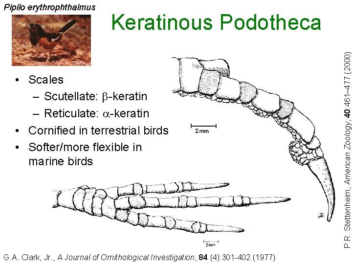 Keratinous Podotheca • Scales – Scutellate: b-keratin – Reticulate: a-keratin • Cornified in terrestrial