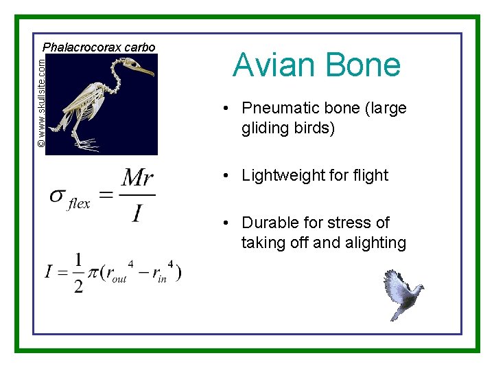 © www. skullsite. com Phalacrocorax carbo Avian Bone • Pneumatic bone (large gliding birds)