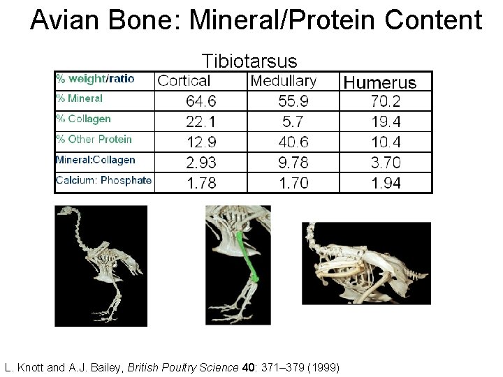 Avian Bone: Mineral/Protein Content Tibiotarsus L. Knott and A. J. Bailey, British Poultry Science