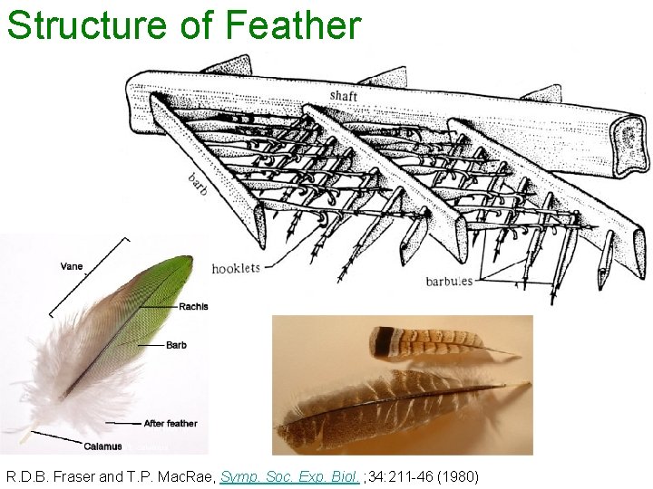 Structure of Feather R. D. B. Fraser and T. P. Mac. Rae, Symp. Soc.